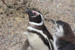 Puerto Madryn: Punta Tombo Shore Excursion for Cruise Guests