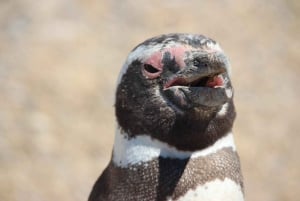 Puerto Madryn: Punta Tombo Shore Excursion for Cruise Guests