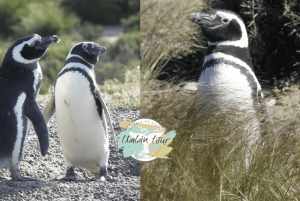Puerto Madryn: Punta Tombo Landausflug für Kreuzfahrtgäste
