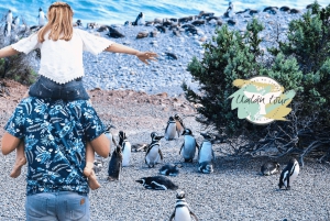 Puerto Madryn: Punta Tombo Landausflug für Kreuzfahrtgäste