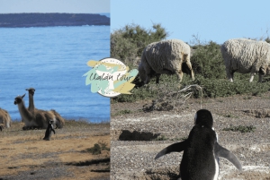 Puerto Madryn: Punta Tombo Landausflug für Kreuzfahrtgäste