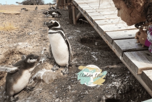 Puerto Madryn: Punta Tombo Landausflug für Kreuzfahrtgäste