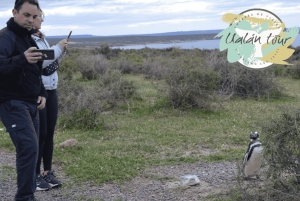 Puerto Madryn: Punta Tombo Landausflug für Kreuzfahrtgäste