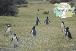 Puerto Madryn: Punta Tombo Landausflug für Kreuzfahrtgäste