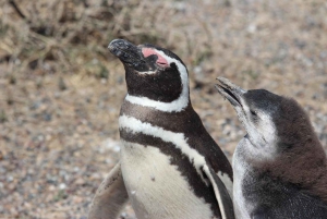 Puerto Madryn: Punta Tombo Landausflug für Kreuzfahrtgäste