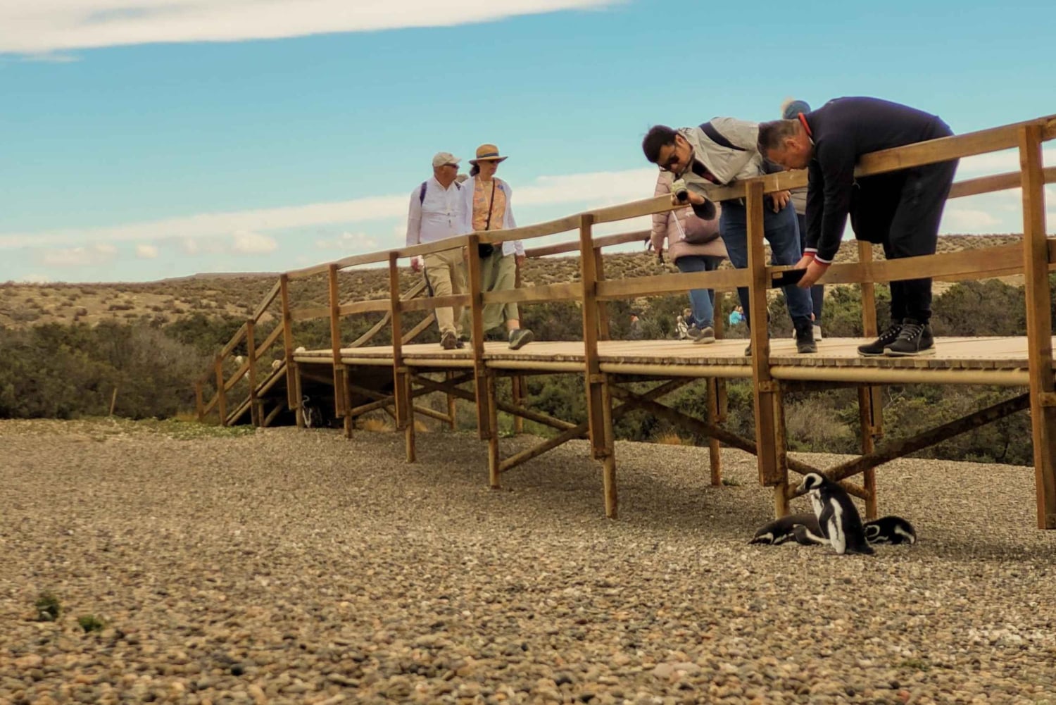 Puerto Madryn : Randonnée parmi les pingouins à Punta Tombo