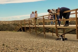 Puerto Madryn : Randonnée parmi les pingouins à Punta Tombo