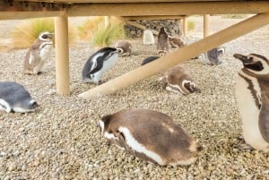 Puerto Madryn : Randonnée parmi les pingouins à Punta Tombo