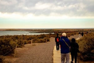 Puerto Madryn : Randonnée parmi les pingouins à Punta Tombo