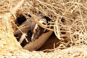 Puerto Madryn : Randonnée parmi les pingouins à Punta Tombo
