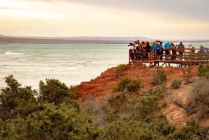 Puerto Madryn : Randonnée parmi les pingouins à Punta Tombo