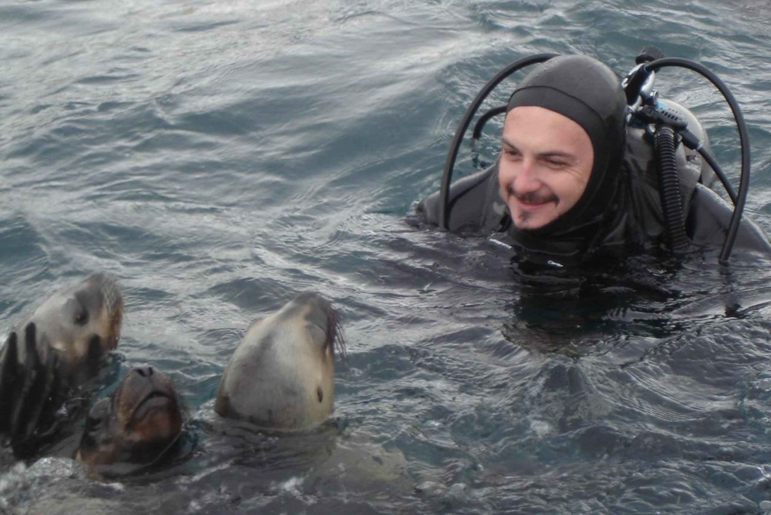 Puerto Madryn: Scuba Dive or Snorkeling with Sea Lions