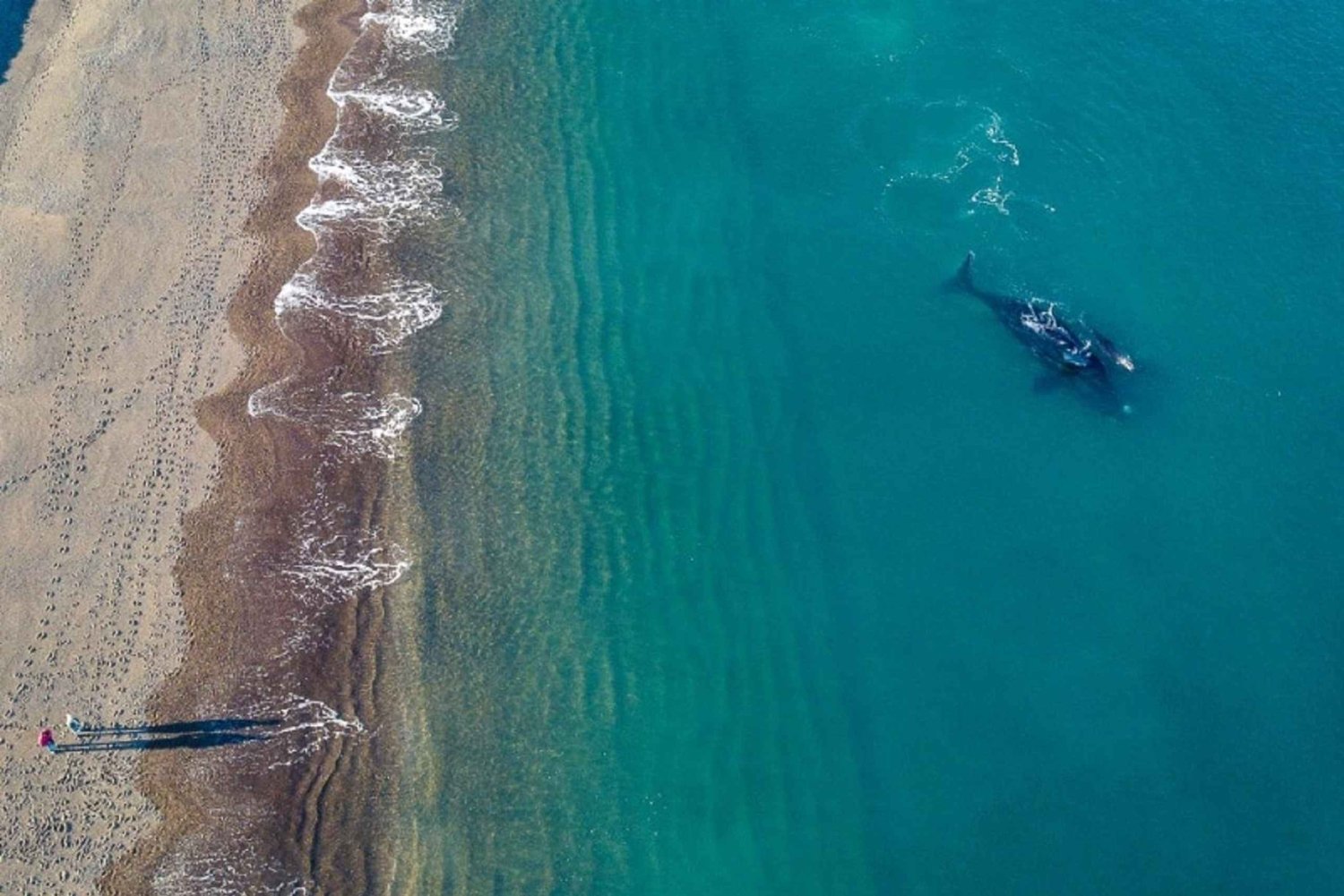 Puerto Madryn: Valskådning och guidad tur