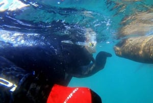 Puerto Madryn: Snorkeling Trip with Sea Lions