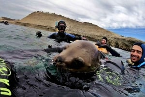 Puerto Madryn: Snorkeling Trip with Sea Lions