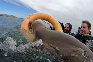 Puerto Madryn: Snorkeling Trip with Sea Lions