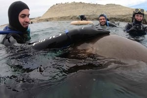 Puerto Madryn: Snorkeling Trip with Sea Lions