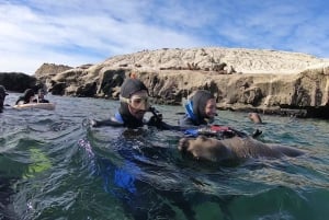 Puerto Madryn: Snorkeling Trip with Sea Lions