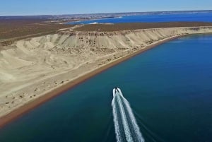 Puerto Madryn: Snorkeling Trip with Sea Lions