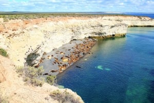 Puerto Madryn: Snorkeling Trip with Sea Lions