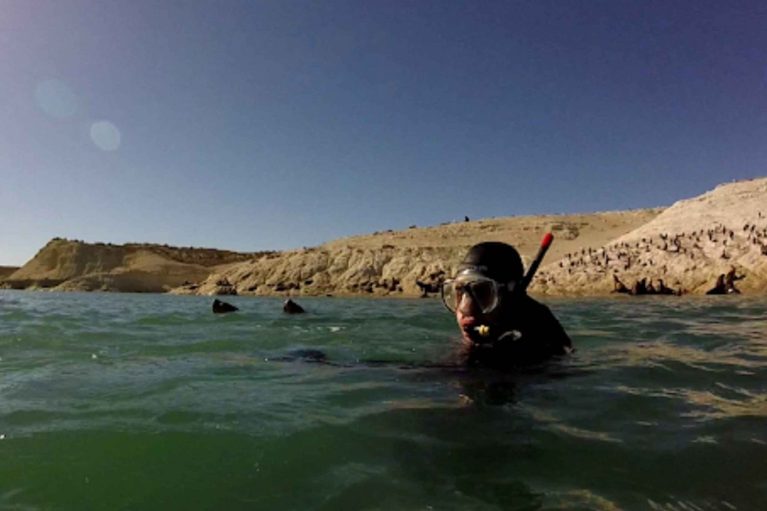 Puerto Madryn: Snorkeling with sea lions