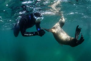 PUERTO MADRYN , PLONGÉE EN APNÉE AVEC LES OTARIES
