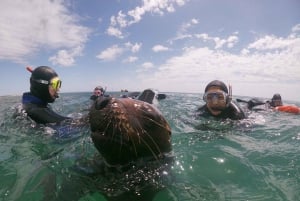 PUERTO MADRYN , PLONGÉE EN APNÉE AVEC LES OTARIES