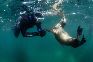 PUERTO MADRYN , SNORKEL CON LEONES MARINOS