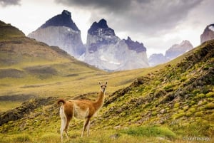 Puerto Natales: Heldagstur til nationalparken Torres del Paine