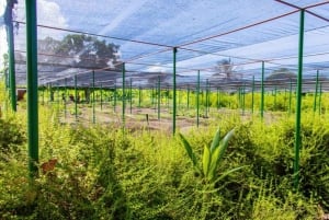 Punta Cana: Iguana Sanctuary, Sailing & BBQ Tour