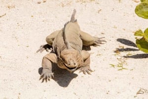 Punta Cana: Iguana Sanctuary, Sailing & BBQ Tour
