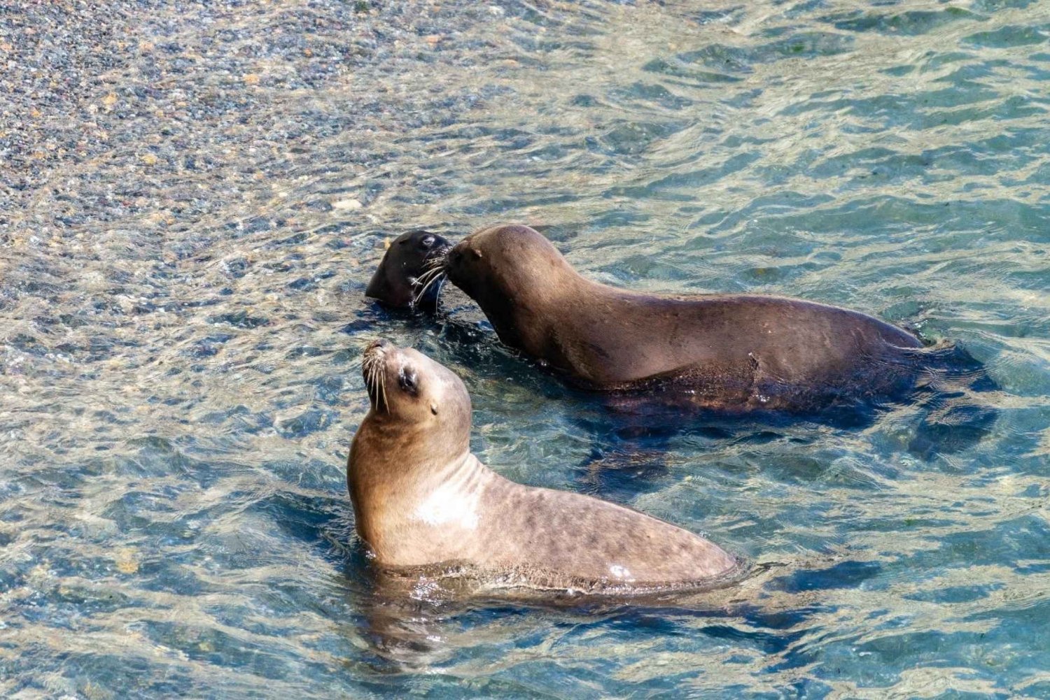 Excursión Punta Loma + Rancho para cruceristas