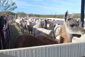 Punta Loma + Ranch rantaretki risteilymatkustajille