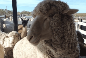 Punta Loma + Ranch Shore Excursion for cruisepassasjerer