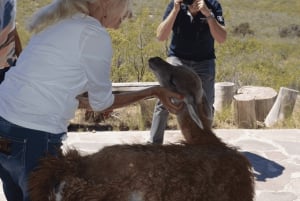 Escursione a Punta Loma + Ranch per i passeggeri in crociera