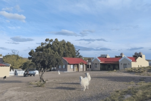 Escursione a Punta Loma + Ranch per i passeggeri in crociera