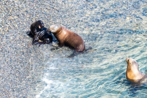 Escursione a Punta Loma + Ranch per i passeggeri in crociera