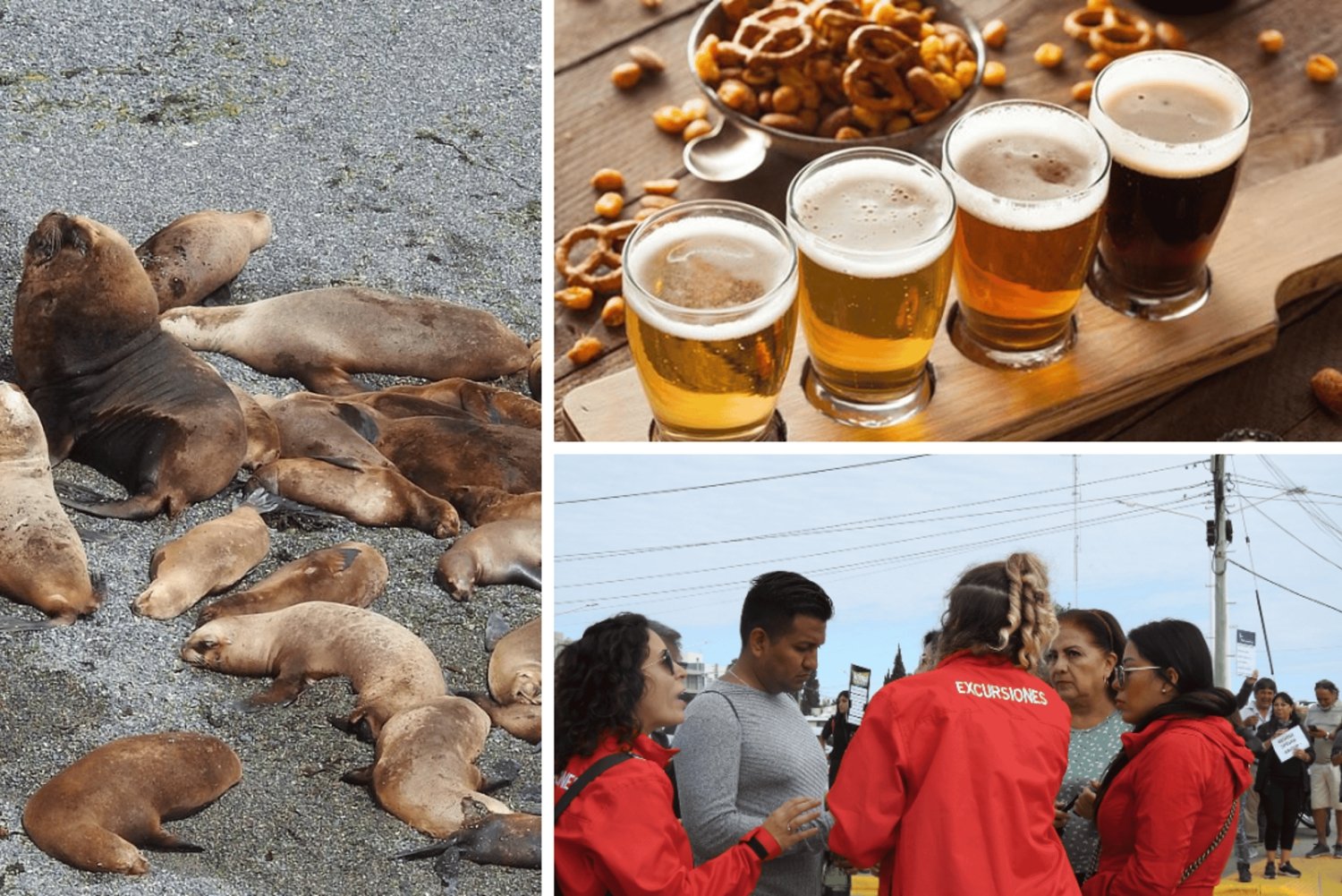 Puerto Madryn Punta Loma-landudflugt med smagning af craft beer