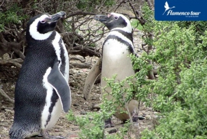 Punta Tombo 6-stündiger Landausflug ab Puerto Madryn