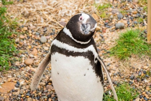 Punta Tombo 6-stündiger Landausflug ab Puerto Madryn