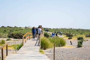 Excursión de 6 horas a Punta Tombo desde Puerto Madryn