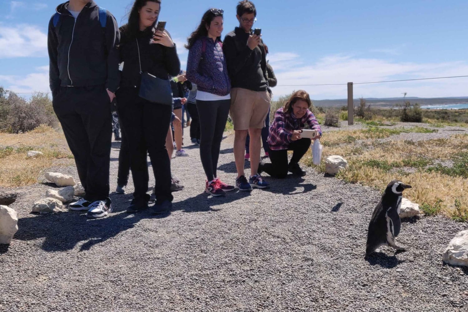Crucero Punta Tombo Excursión en tierra - Paseo entre pingüinos