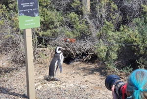 Crucero Punta Tombo Excursión en tierra - Paseo entre pingüinos