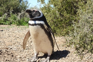 Crucero Punta Tombo Excursión en tierra - Paseo entre pingüinos