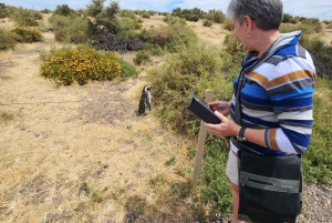 Excursión a Punta Tombo para los cruceros Celebrity y Oosterdam