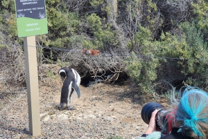 Excursión a Punta Tombo para los cruceros Celebrity y Oosterdam