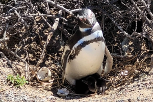 Excursión a Punta Tombo para los cruceros Celebrity y Oosterdam