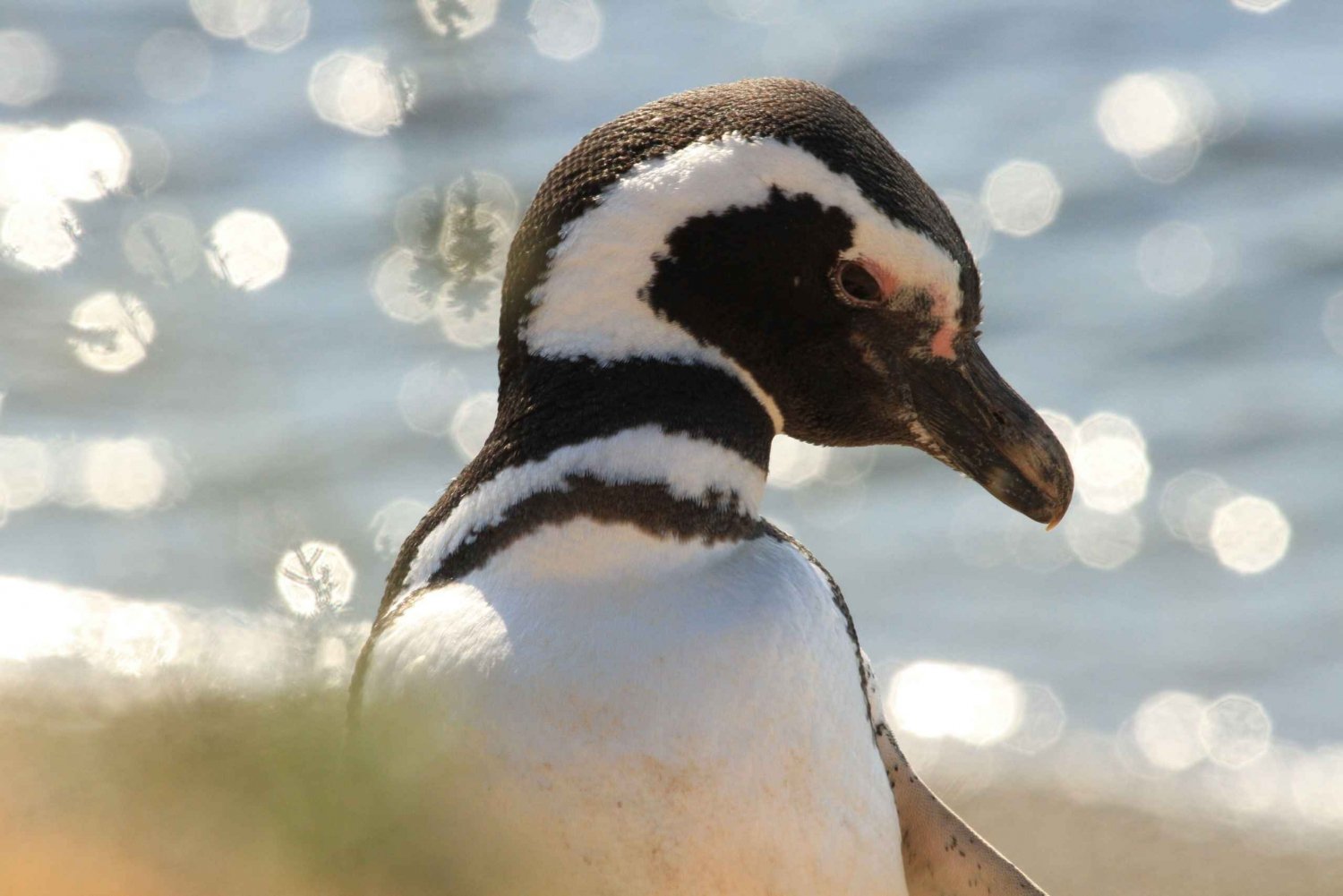 Punta Tombo Pinguïn Tour & Optioneel Tonina Kijken