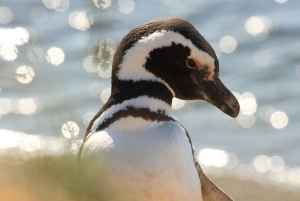 Punta Tombo Pinguin-Tour & optionale Tonina-Beobachtung