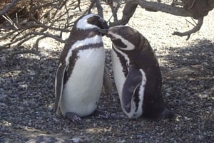 Passeio de pinguim em Punta Tombo e observação opcional de Tonina